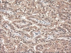 Invitrogen NTF3 Monoclonal Antibody (OTI5C7) 100 &mu;L; Unconjugated:Antibodies,