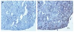 Invitrogen NTF3 Monoclonal Antibody (OTI5C7) 100 &mu;L; Unconjugated:Antibodies,