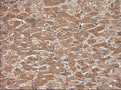 Invitrogen NTF3 Monoclonal Antibody (OTI5C7) 100 &mu;L; Unconjugated:Antibodies,