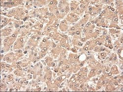 Invitrogen NTF3 Monoclonal Antibody (OTI5C7) 100 &mu;L; Unconjugated:Antibodies,