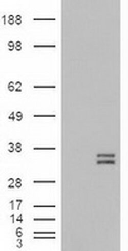 Invitrogen NTF3 Monoclonal Antibody (OTI5C7) 100 &mu;L; Unconjugated:Antibodies,