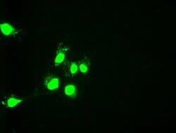 Invitrogen HNF6 Monoclonal Antibody (OTI4F12) 100 &mu;L; Unconjugated:Antibodies,