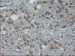 Invitrogen HNF6 Monoclonal Antibody (OTI4F12) 100 &mu;L; Unconjugated:Antibodies,