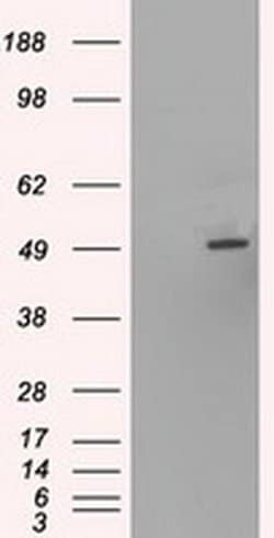 Invitrogen HNF6 Monoclonal Antibody (OTI4F12) 100 &mu;L; Unconjugated:Antibodies,