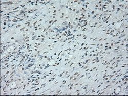 Invitrogen Neurogenin 1 Monoclonal Antibody (OTI3F9) 100 &mu;L; Unconjugated:Antibodies,