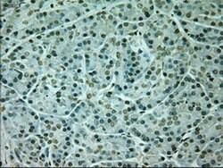 Invitrogen Neurogenin 1 Monoclonal Antibody (OTI3F9) 100 &mu;L; Unconjugated:Antibodies,