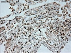 Invitrogen Neurogenin 1 Monoclonal Antibody (OTI3F9) 100 &mu;L; Unconjugated:Antibodies,