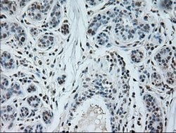 Invitrogen Neurogenin 1 Monoclonal Antibody (OTI3F9) 100 &mu;L; Unconjugated:Antibodies,