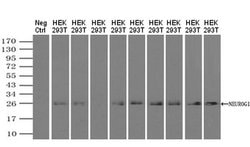 Invitrogen Neurogenin 1 Monoclonal Antibody (OTI3F9) 100 &mu;L; Unconjugated:Antibodies,