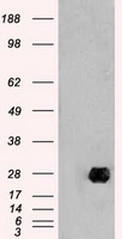 Invitrogen Neurogenin 1 Monoclonal Antibody (OTI3F9) 100 &mu;L; Unconjugated:Antibodies,