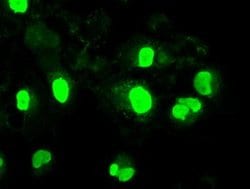 Invitrogen Neurogenin 1 Monoclonal Antibody (OTI9A8) 100 &mu;L; Unconjugated:Antibodies,