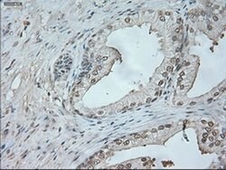 Invitrogen Neurogenin 1 Monoclonal Antibody (OTI9A8) 100 &mu;L; Unconjugated:Antibodies,