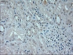 Invitrogen Neurogenin 1 Monoclonal Antibody (OTI9A8) 100 &mu;L; Unconjugated:Antibodies,