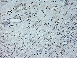 Invitrogen Neurogenin 1 Monoclonal Antibody (OTI9A8) 100 &mu;L; Unconjugated:Antibodies,