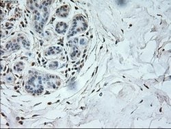 Invitrogen Neurogenin 1 Monoclonal Antibody (OTI9A8) 100 &mu;L; Unconjugated:Antibodies,