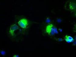 Invitrogen Prominin 2 Monoclonal Antibody (OTI5E5) 100 &mu;L; Unconjugated:Antibodies,