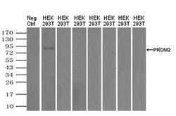 Invitrogen Prominin 2 Monoclonal Antibody (OTI5E5) 100 &mu;L; Unconjugated:Antibodies,