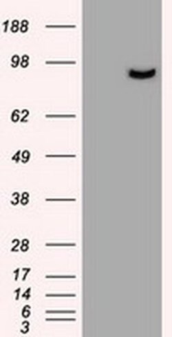 Invitrogen Prominin 2 Monoclonal Antibody (OTI5E5) 100 &mu;L; Unconjugated:Antibodies,