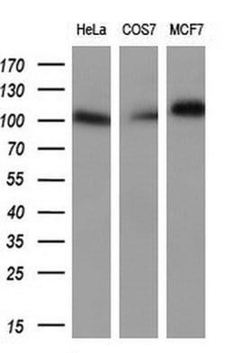 Invitrogen Prominin 2 Monoclonal Antibody (OTI5E5) 100 &mu;L; Unconjugated:Antibodies,