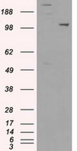 Invitrogen USP38 Monoclonal Antibody (OTI1D11) 100 &mu;L; Unconjugated:Antibodies,