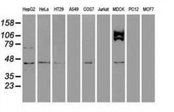 Invitrogen USP38 Monoclonal Antibody (OTI1D11) 100 &mu;L; Unconjugated:Antibodies,