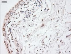 Invitrogen GAD67 Monoclonal Antibody (OTI3H2) 100 &mu;L; Unconjugated:Antibodies,