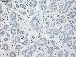 Invitrogen GAD67 Monoclonal Antibody (OTI3H2) 100 &mu;L; Unconjugated:Antibodies,
