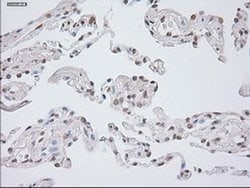 Invitrogen GAD67 Monoclonal Antibody (OTI3H2) 100 &mu;L; Unconjugated:Antibodies,