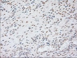 Invitrogen GAD67 Monoclonal Antibody (OTI3H2) 100 &mu;L; Unconjugated:Antibodies,