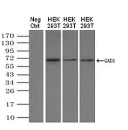 Invitrogen GAD67 Monoclonal Antibody (OTI3H2) 100 &mu;L; Unconjugated:Antibodies,