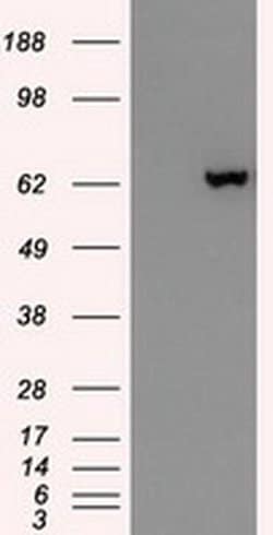 Invitrogen GAD67 Monoclonal Antibody (OTI3H2) 100 &mu;L; Unconjugated:Antibodies,