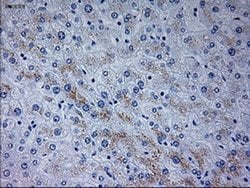 Invitrogen NeuroG3 Monoclonal Antibody (OTI3B5) 100 &mu;L; Unconjugated:Antibodies,