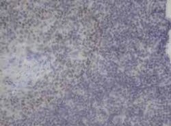 Invitrogen NeuroG3 Monoclonal Antibody (OTI3B5) 100 &mu;L; Unconjugated:Antibodies,