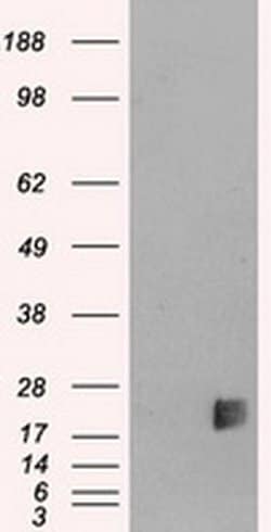 Invitrogen NeuroG3 Monoclonal Antibody (OTI3B5) 100 &mu;L; Unconjugated:Antibodies,