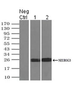 Invitrogen NeuroG3 Monoclonal Antibody (OTI3B5) 100 &mu;L; Unconjugated:Antibodies,