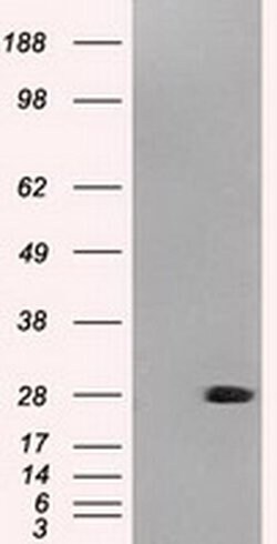 Invitrogen Neurogenin 1 Monoclonal Antibody (OTI8G8) 100 &mu;L; Unconjugated:Antibodies,