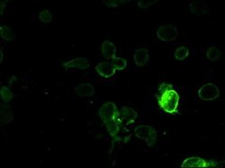 Invitrogen Prominin 2 Monoclonal Antibody (OTI3D12) 100 &mu;L; Unconjugated:Antibodies,