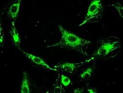 Invitrogen Prominin 2 Monoclonal Antibody (OTI3D12) 100 &mu;L; Unconjugated:Antibodies,