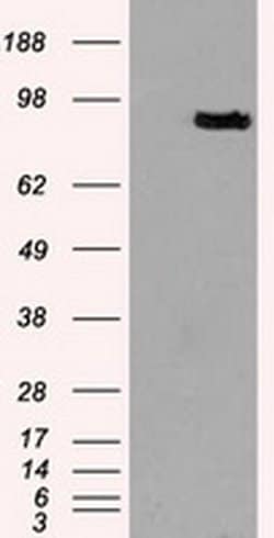 Invitrogen Prominin 2 Monoclonal Antibody (OTI3D12) 100 &mu;L; Unconjugated:Antibodies,