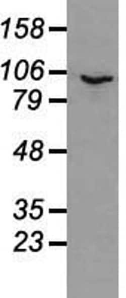 Invitrogen Prominin 2 Monoclonal Antibody (OTI3D12) 100 &mu;L; Unconjugated:Antibodies,