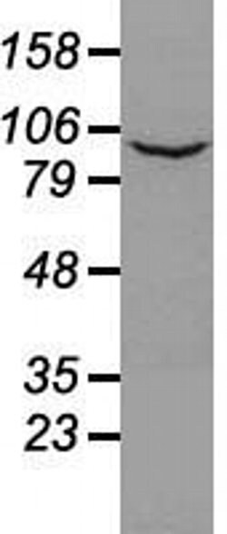 Invitrogen Prominin 2 Monoclonal Antibody (OTI3D12) 100 &mu;L; Unconjugated:Antibodies,