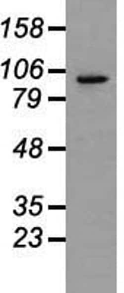Invitrogen Prominin 2 Monoclonal Antibody (OTI3D12) 100 &mu;L; Unconjugated:Antibodies,