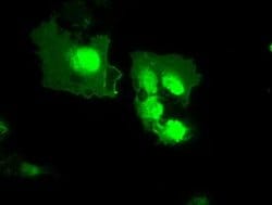 MX1 Monoclonal Antibody (OTI2G12), Invitrogen 100 &mu;L; Unconjugated:Antibodies,