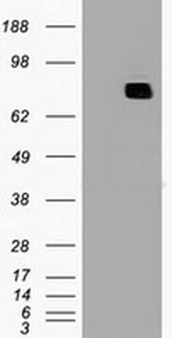 MX1 Monoclonal Antibody (OTI2G12), Invitrogen 100 &mu;L; Unconjugated:Antibodies,