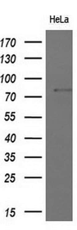 MX1 Monoclonal Antibody (OTI2G12), Invitrogen 100 &mu;L; Unconjugated:Antibodies,