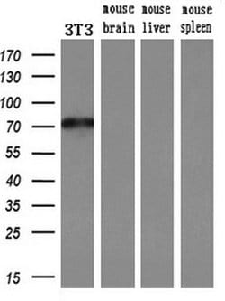 MX1 Monoclonal Antibody (OTI2G12), Invitrogen 100 &mu;L; Unconjugated:Antibodies,