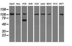 Invitrogen SIGLEC9 Monoclonal Antibody (OTI8F7) 100 &mu;L; Unconjugated:Antibodies,