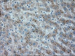 Invitrogen TRPM4 Monoclonal Antibody (OTI10H5) 100 &mu;L | Buy Online | Invitrogen&trade; | Fisher Scientific
