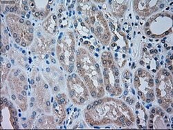 Invitrogen TRPM4 Monoclonal Antibody (OTI10H5) 100 &mu;L | Buy Online | Invitrogen&trade; | Fisher Scientific