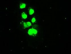Invitrogen SSB Monoclonal Antibody (OTI1E11) 100 &mu;L; Unconjugated:Antibodies,